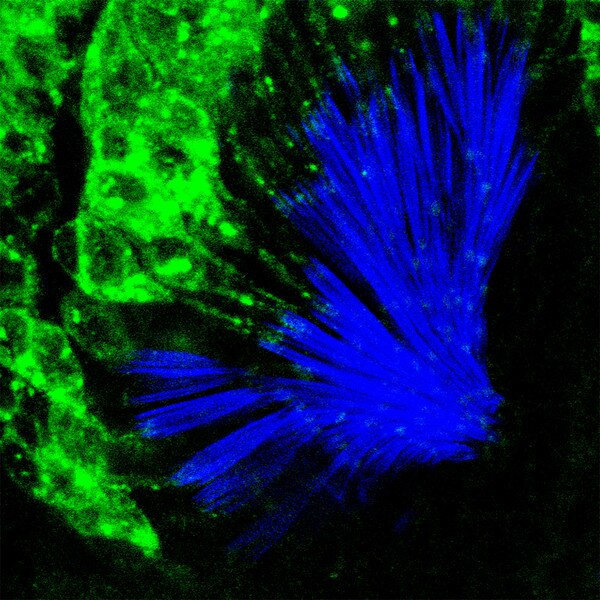 Late-stage Drosophila pupae stained with DSHB’s mouse anti HA-rMs IgG (green) and Alexa Fluor™ Phalloidin 405 (blue). Secondary antibody: Life Tech, Oregon Green. Image credit: Mei-Ling Joiner